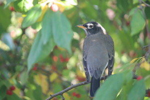 barb-heagy-book-bash-fall-robin-001